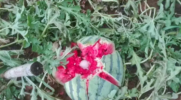 開元集團(tuán)用行動幫扶洛寧瓜農(nóng)